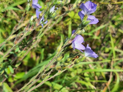 Image of Linum hirsutum by (c) Marek Hrušovský, some rights reserved (CC BY)