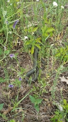 Coluber constrictor foxii
