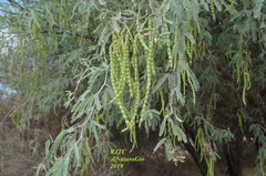 Prosopis laevigata