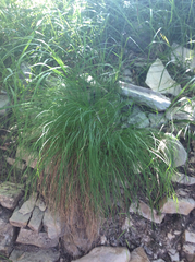 Carex humilis