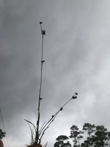 Rhynchospora globularis