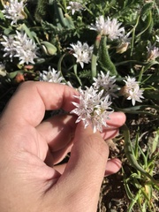 Allium crenulatum