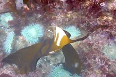 Laminaria setchellii