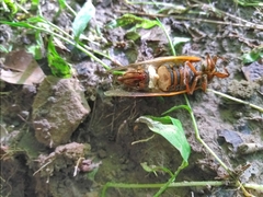 Massospora cicadina