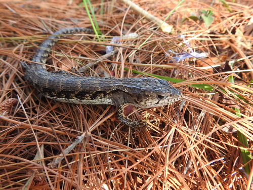 Rough-necked Alligator Lizard