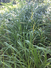 Brachypodium pinnatum