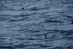 Anous stolidus galapagensis