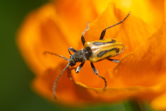 Brachyta interrogationis