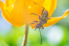 Brachyta interrogationis