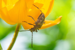 Brachyta interrogationis