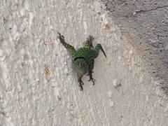 Sceloporus salvini