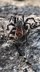 Dugesiella anitahoffmannae