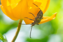 Brachyta interrogationis