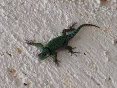 Sceloporus salvini