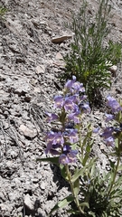 Penstemon eriantherus