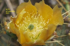 Opuntia engelmannii