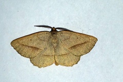 Euchlaena irraria