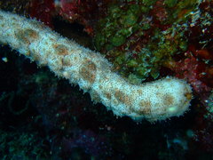 Pearsonothuria graeffei