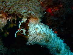 Pearsonothuria graeffei