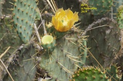 Opuntia engelmannii