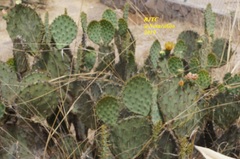Opuntia engelmannii
