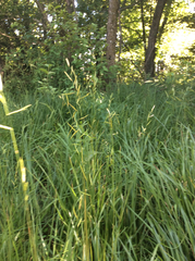 Brachypodium pinnatum
