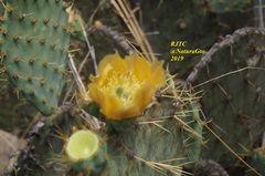 Opuntia engelmannii