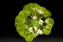 Virginia pepperweed (Lepidium virginicum)