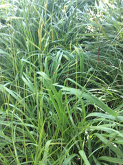 Brachypodium pinnatum