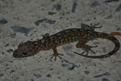 Phong Nha-Ke Bang Gecko photo 2