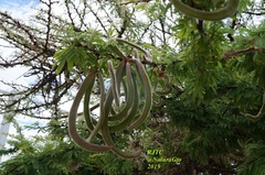 Vachellia schaffneri