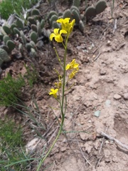 Sisymbrium linifolium