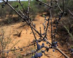 Forestiera angustifolia