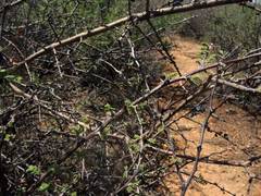 Forestiera angustifolia