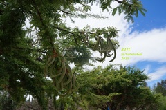 Vachellia schaffneri