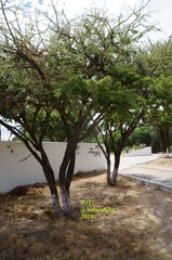 Vachellia schaffneri
