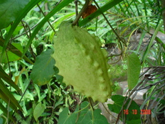 Gonolobus chloranthus