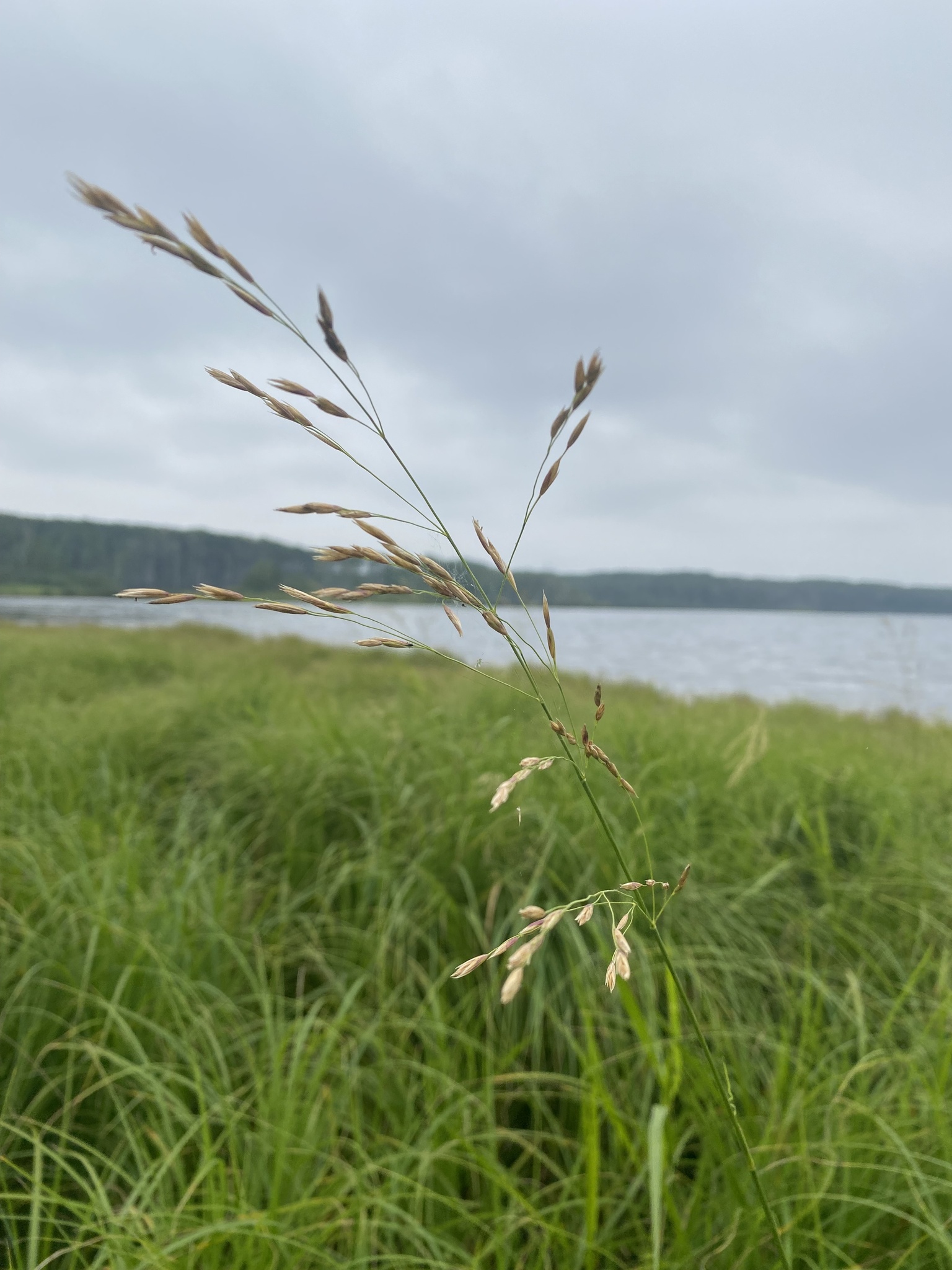 Scolochloa festucacea