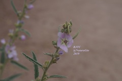 Sphaeralcea angustifolia