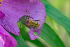 Brachyta interrogationis