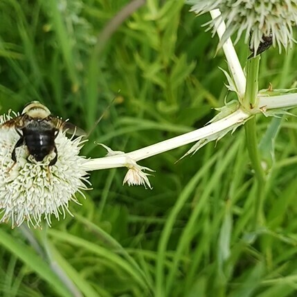 Winged and Once-winged Insects in July 2024 by jberomccd · iNaturalist