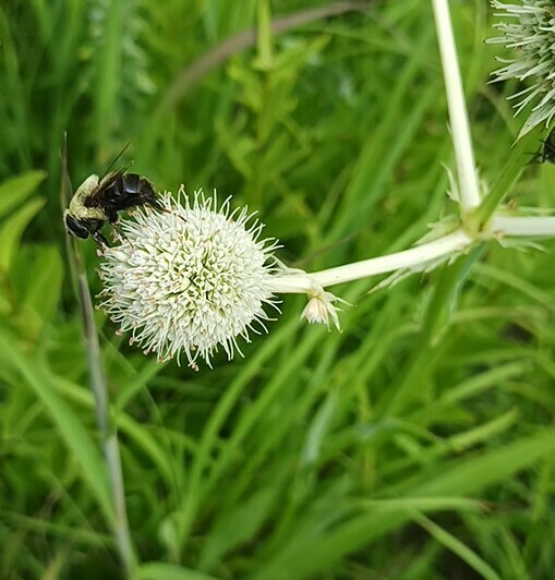 Winged and Once-winged Insects in July 2024 by jberomccd · iNaturalist