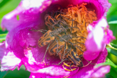 Brachyta interrogationis