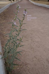 Sphaeralcea angustifolia