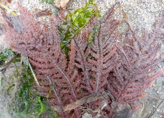 Neoptilota densa