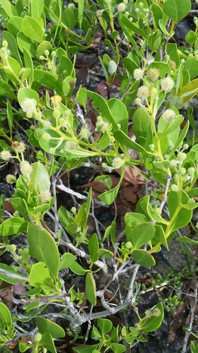 Button mangrove (Conocarpus erectus)