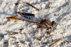 Phanogomphus cavillaris