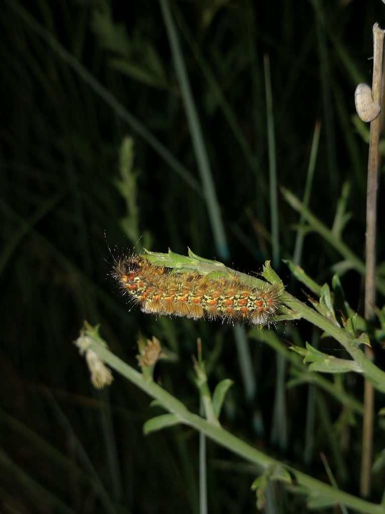 Orgyia splendida