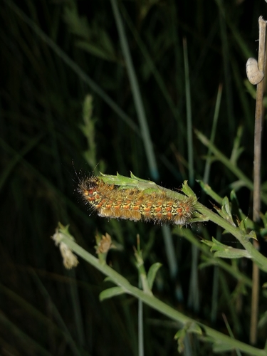 Orgyia splendida