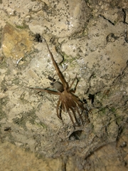 Filistata insidiatrix